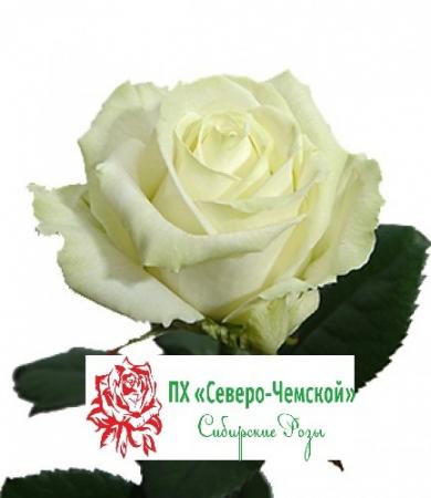 Аволанж