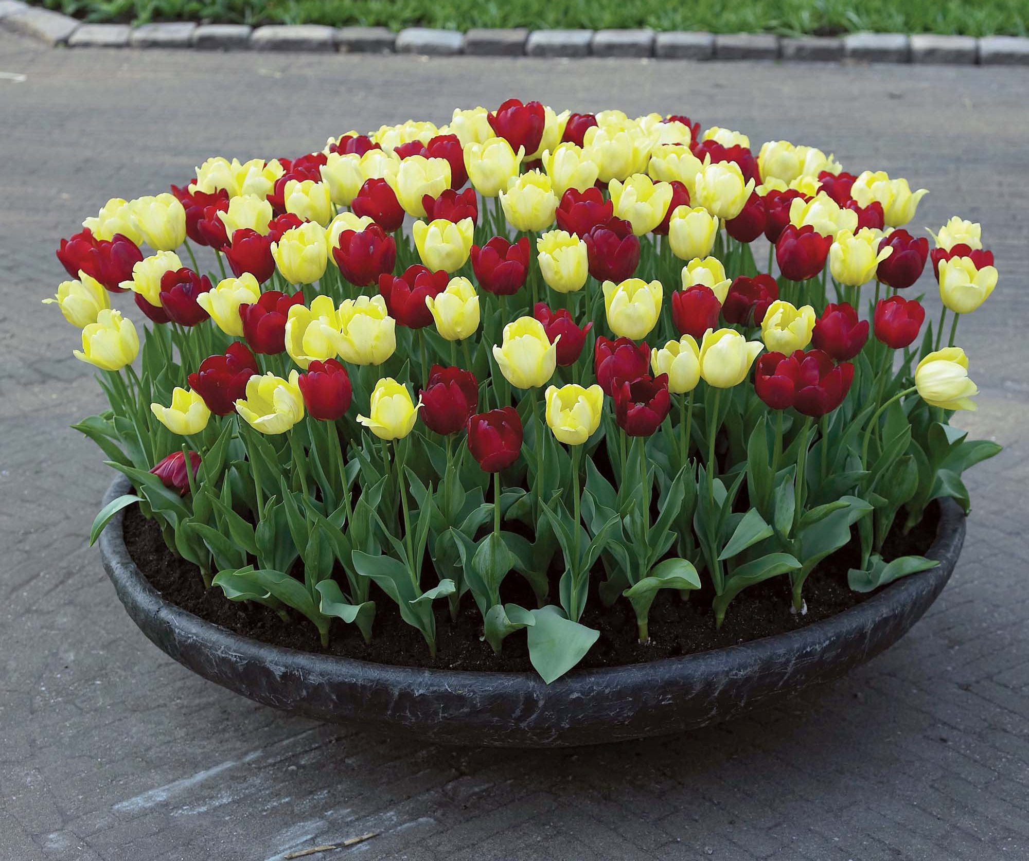 где посадить тюльпаны на участке фото